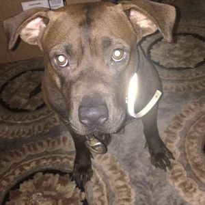 Meet your Posher, Benny